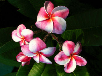 (image for) Elsie Plumeria Rubra x 6 Seeds - Click Image to Close